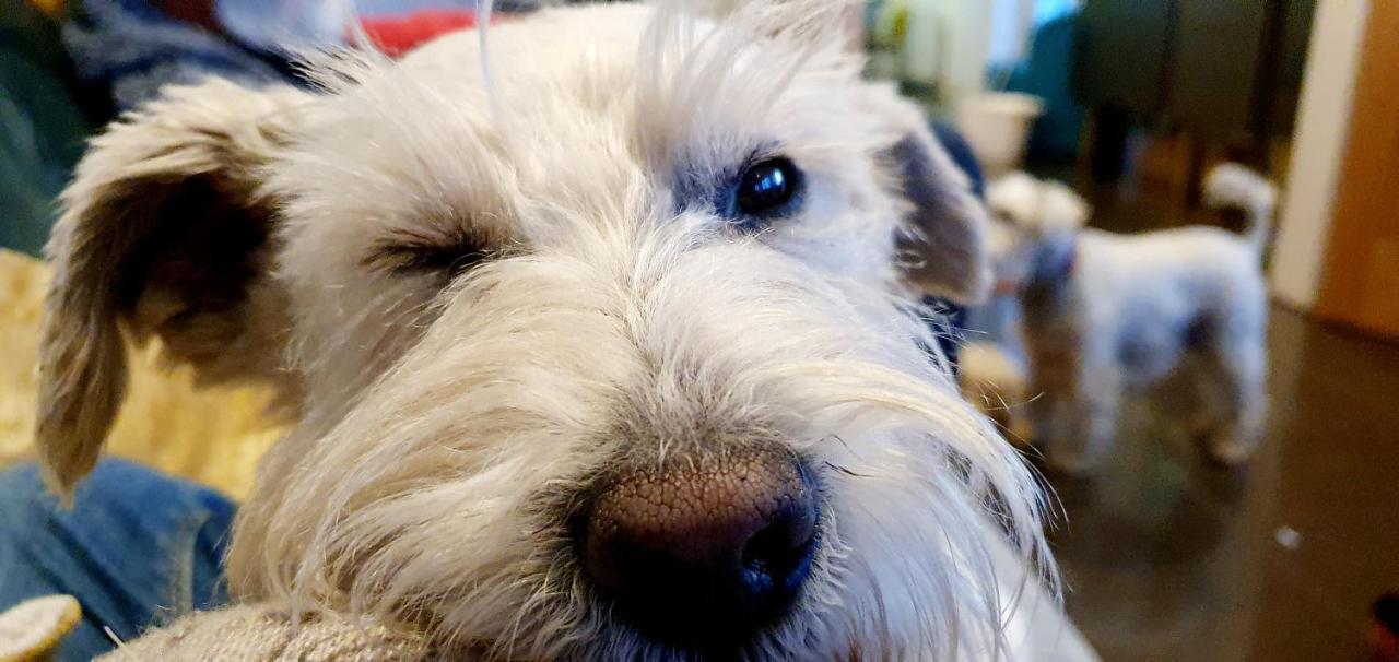 The Grumpy Schnauzer BnB: Luxe Suite with Hot Tub & Farm Stay Airdrie Exterior photo